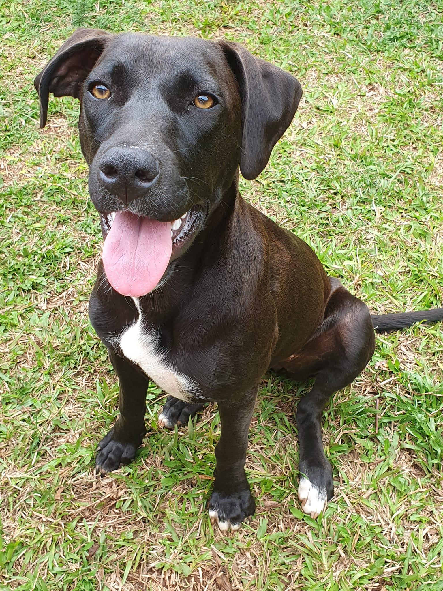 Parsley Lucky Paws Dog Rescue Inc