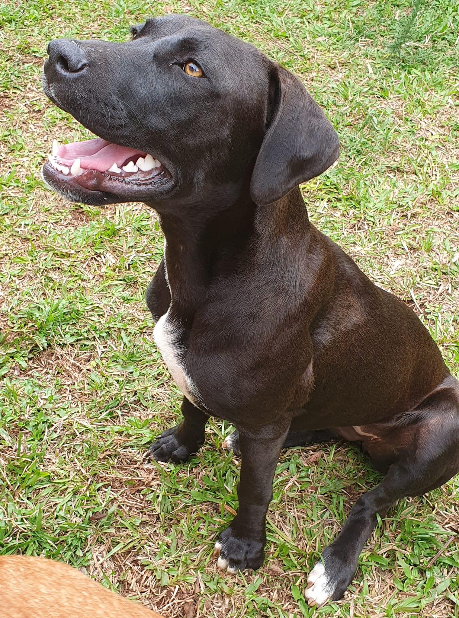 Parsley Lucky Paws Dog Rescue Inc