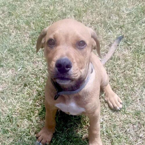 Nebo Lucky Paws Dog Rescue Inc