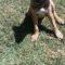 Nebo