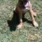 Nebo