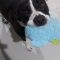 Jazzie