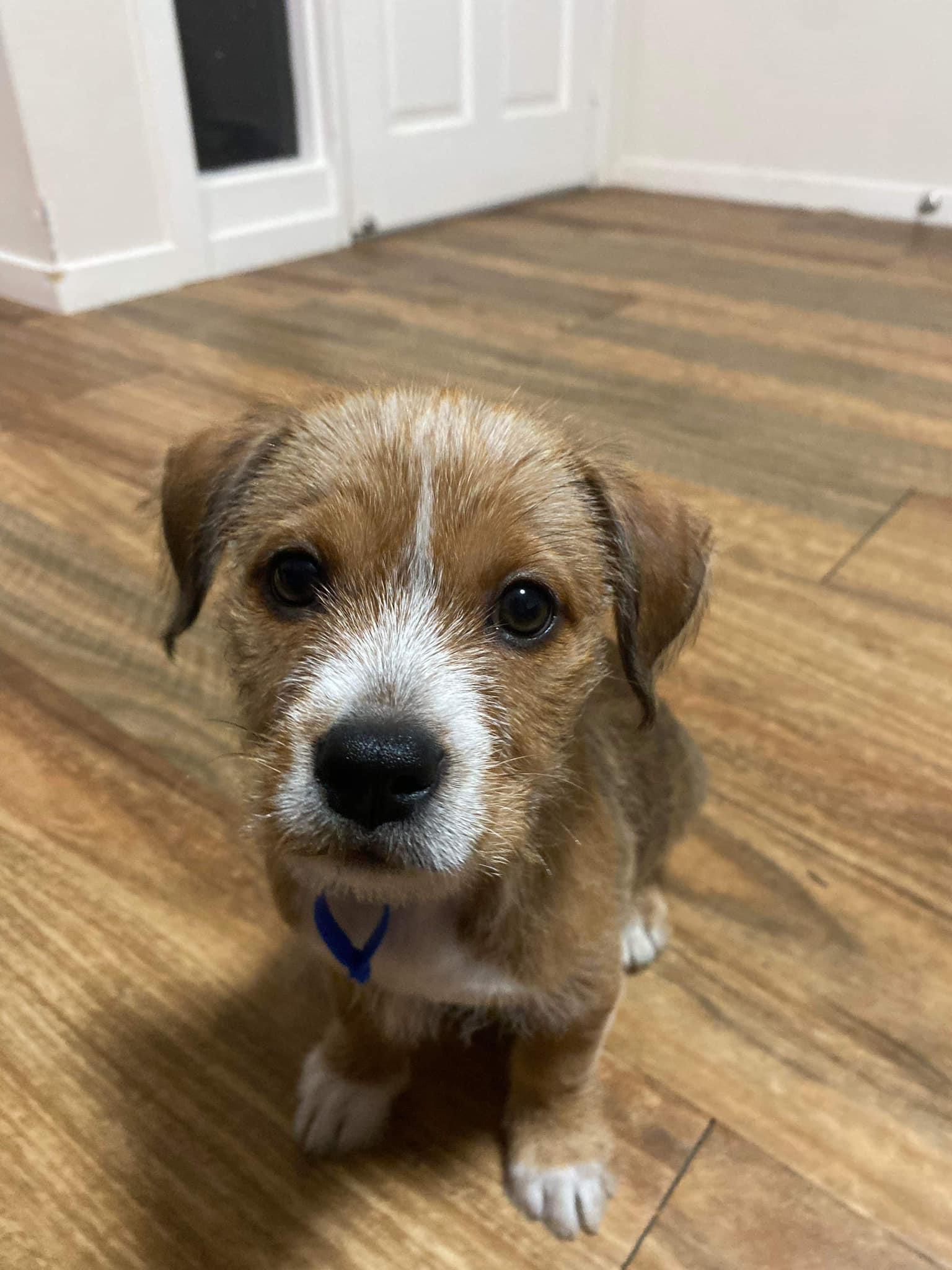 Forever Paws Puppy Rescue Indiana 08 - fznrh1p
