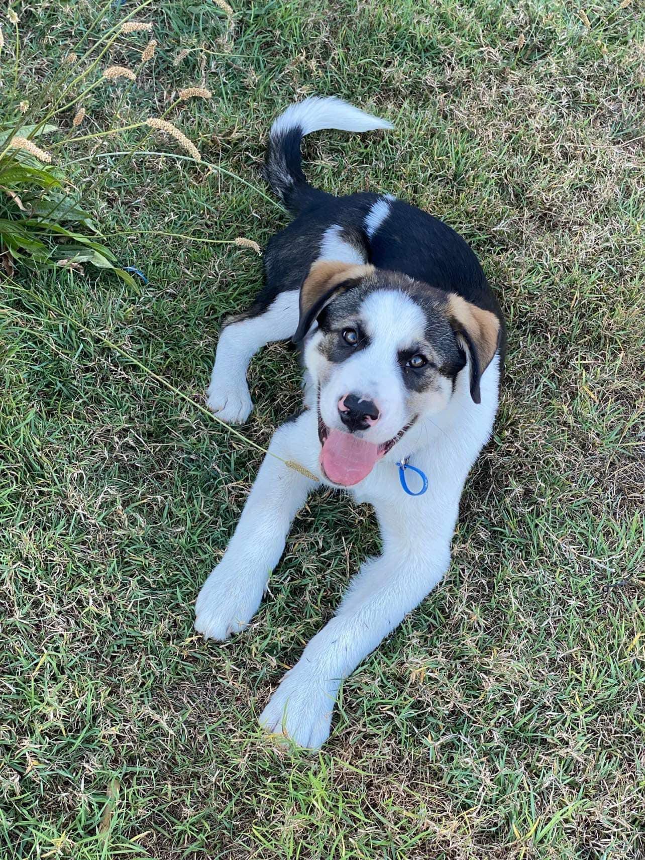 Chevy Lucky Paws Dog Rescue Inc