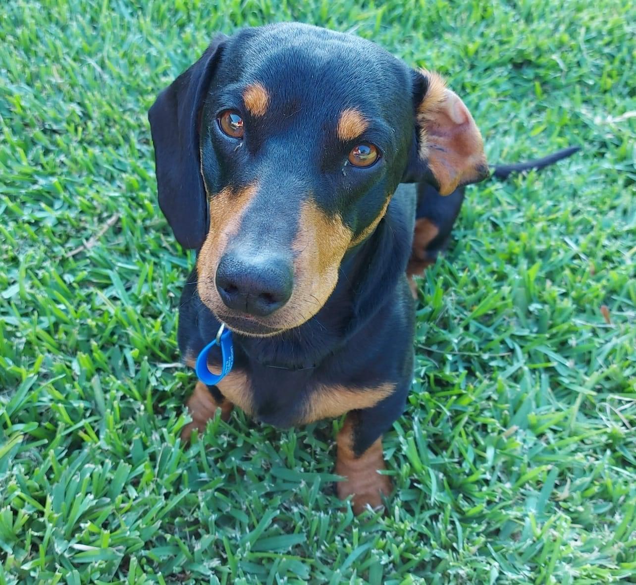 Bruno Lucky Paws Dog Rescue Inc
