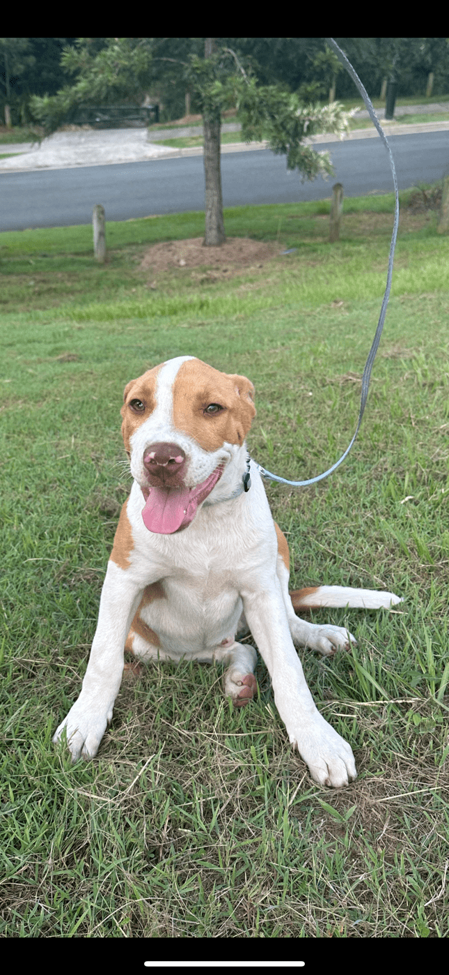 Zinc Lucky Paws Dog Rescue Inc