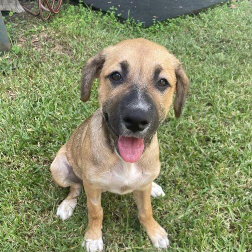 Khaleesi – Lucky Paws Dog Rescue Inc