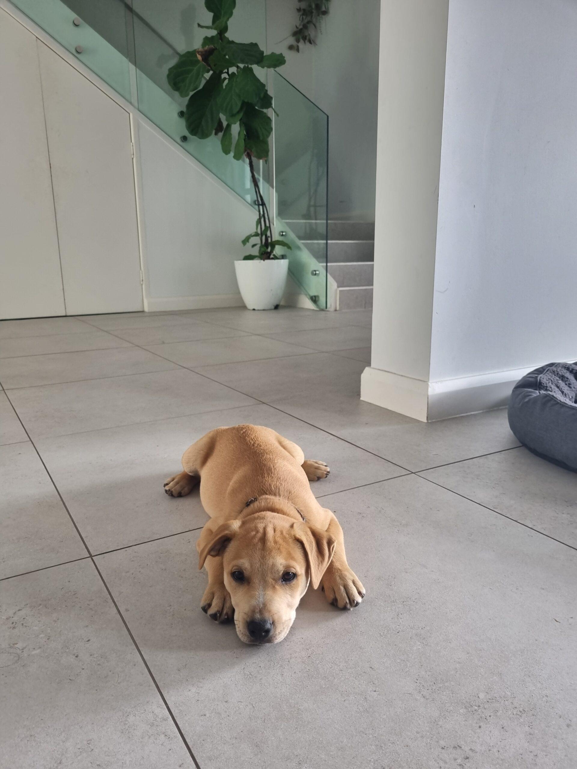Ash – Lucky Paws Dog Rescue Inc