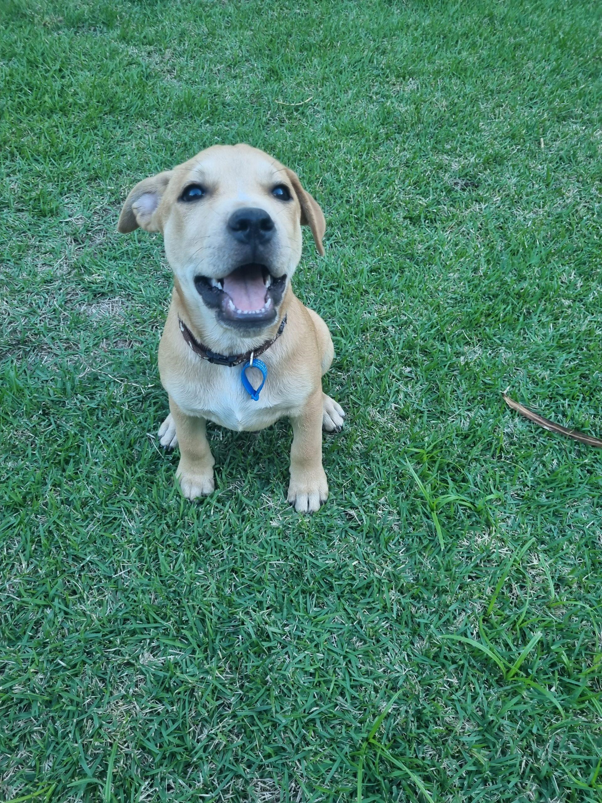 Ash – Lucky Paws Dog Rescue Inc