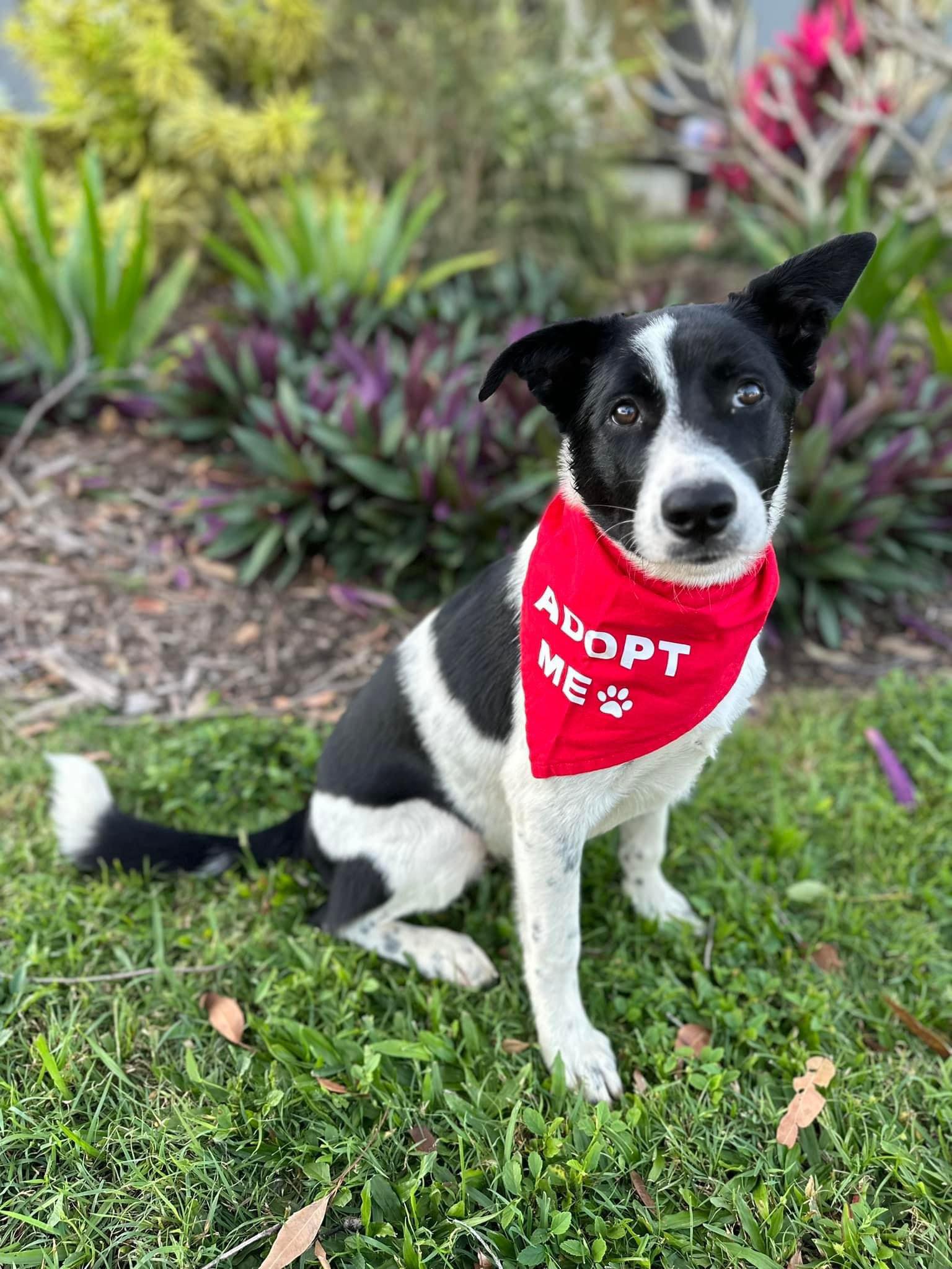 Panda – Lucky Paws Dog Rescue Inc