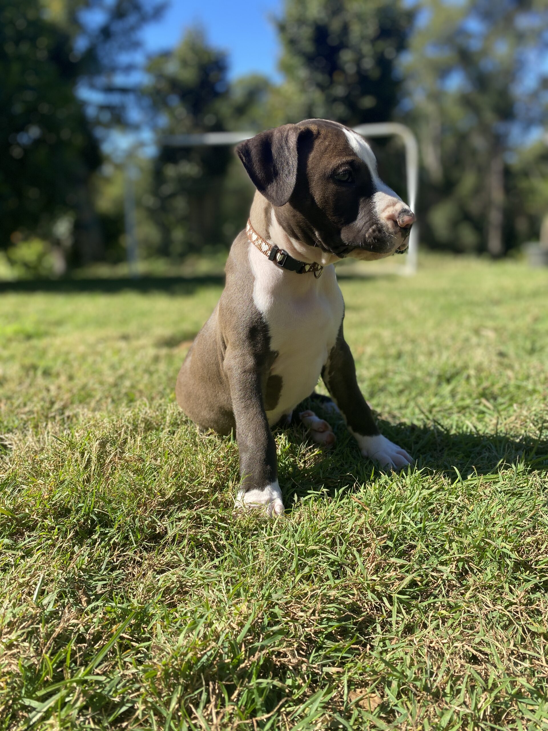 Simba – Lucky Paws Dog Rescue Inc