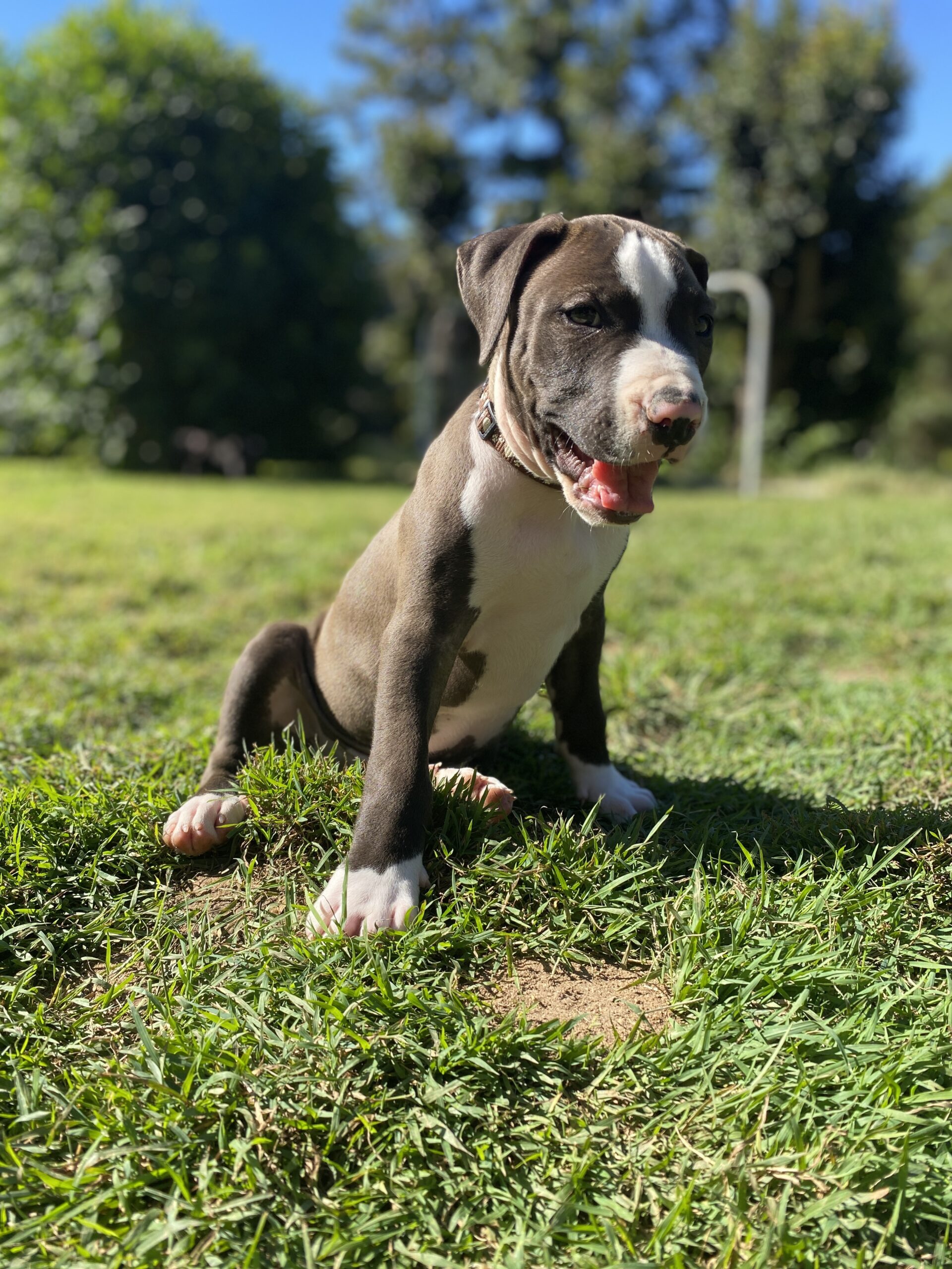 Simba – Lucky Paws Dog Rescue Inc