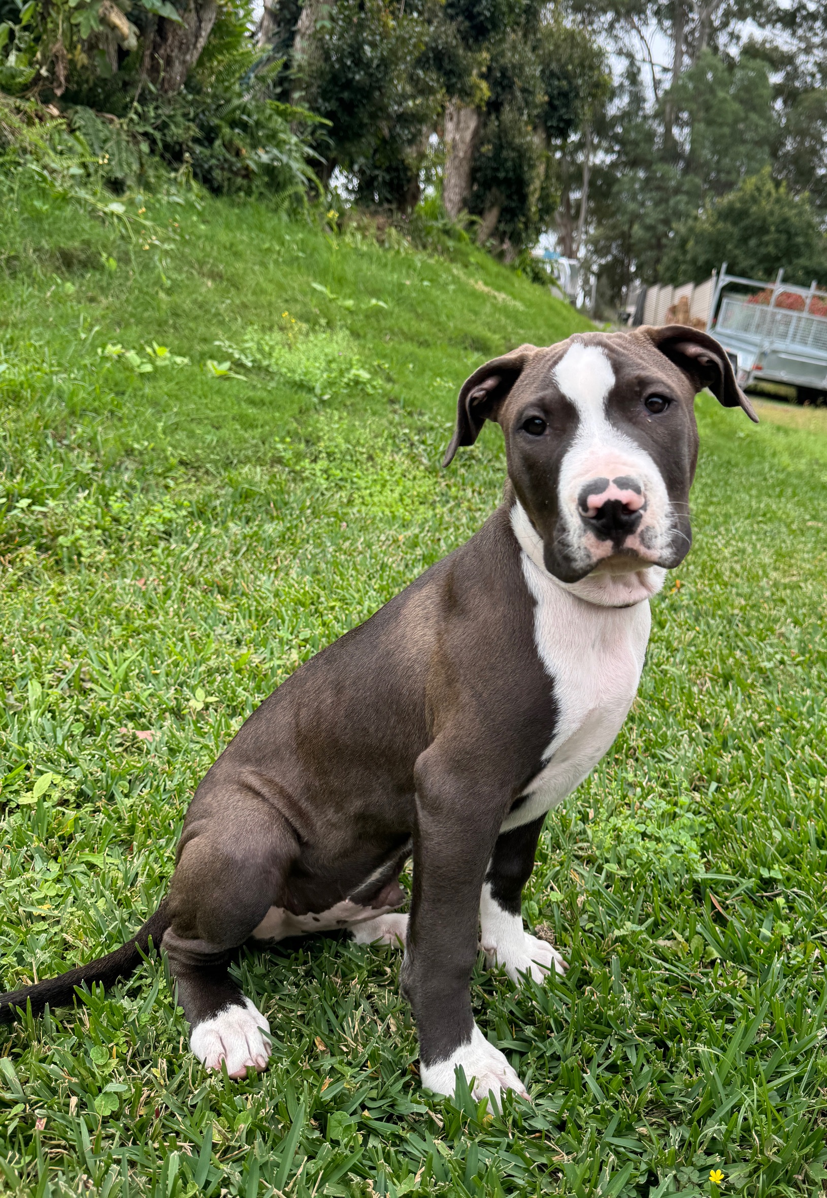 Simba – Lucky Paws Dog Rescue Inc