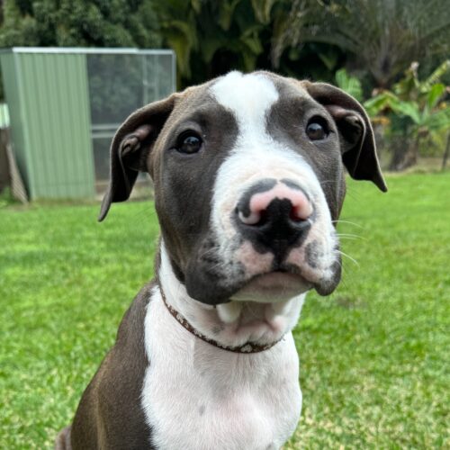 Simba – Lucky Paws Dog Rescue Inc