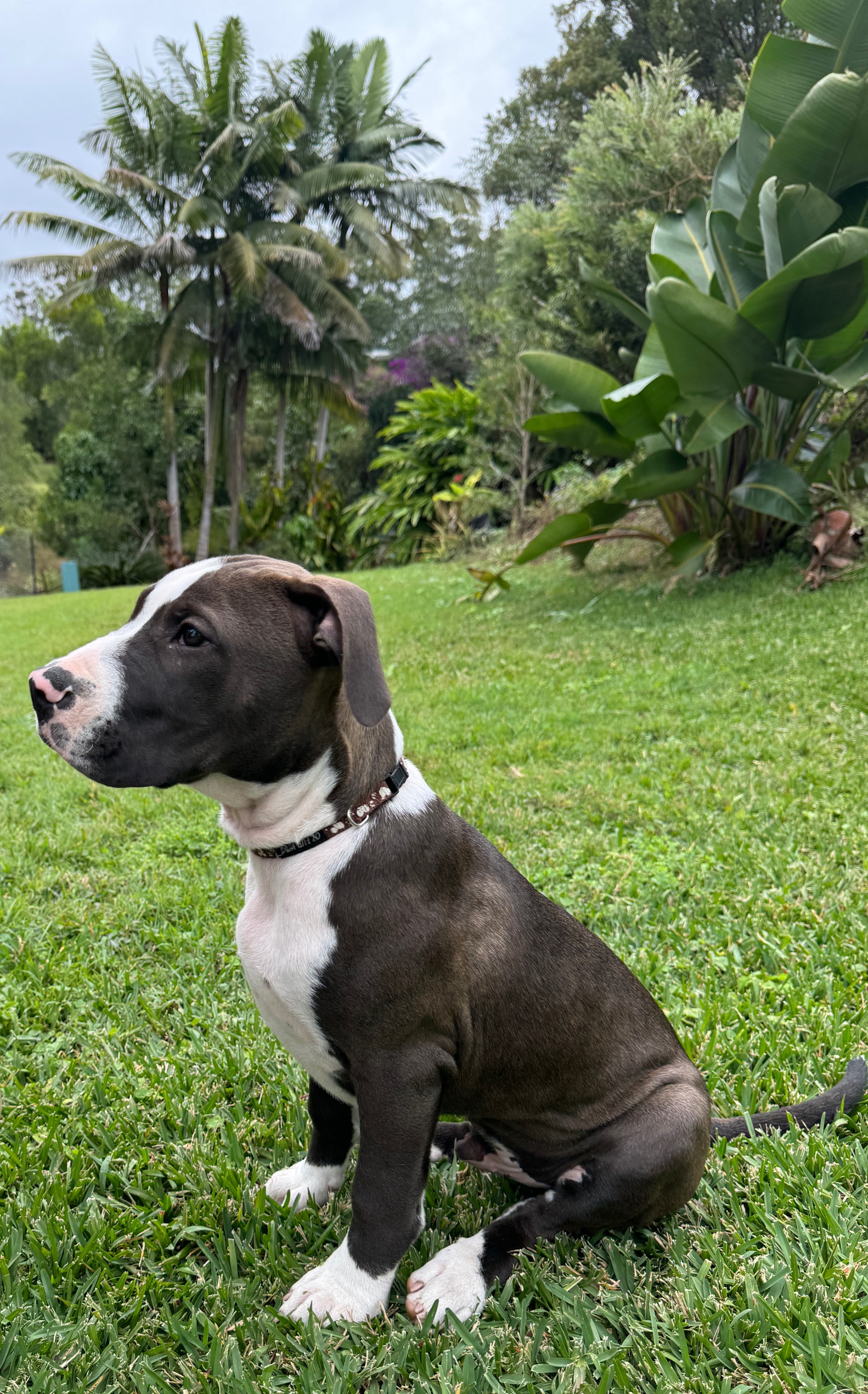 Simba – Lucky Paws Dog Rescue Inc