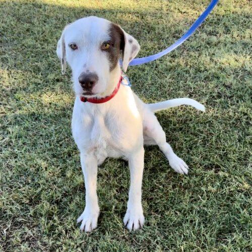 Available For Adoption – Lucky Paws Dog Rescue Inc