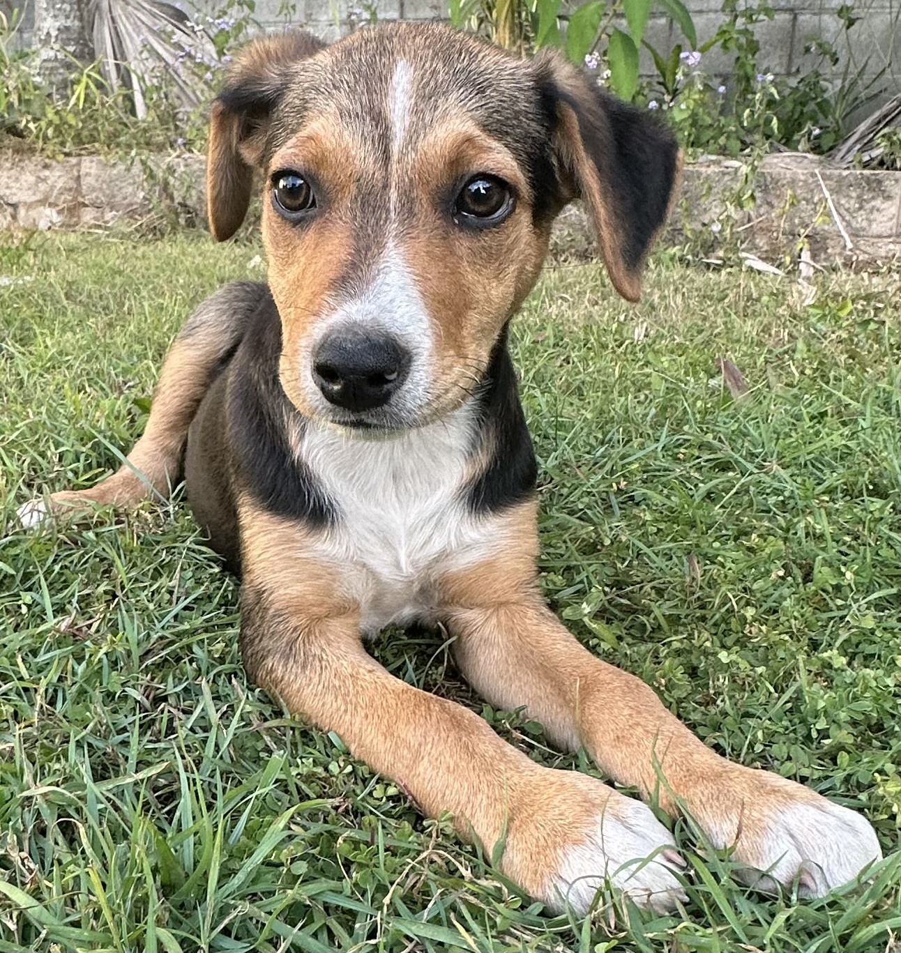 Robin Dog Robin – Lucky Paws Dog Rescue Inc