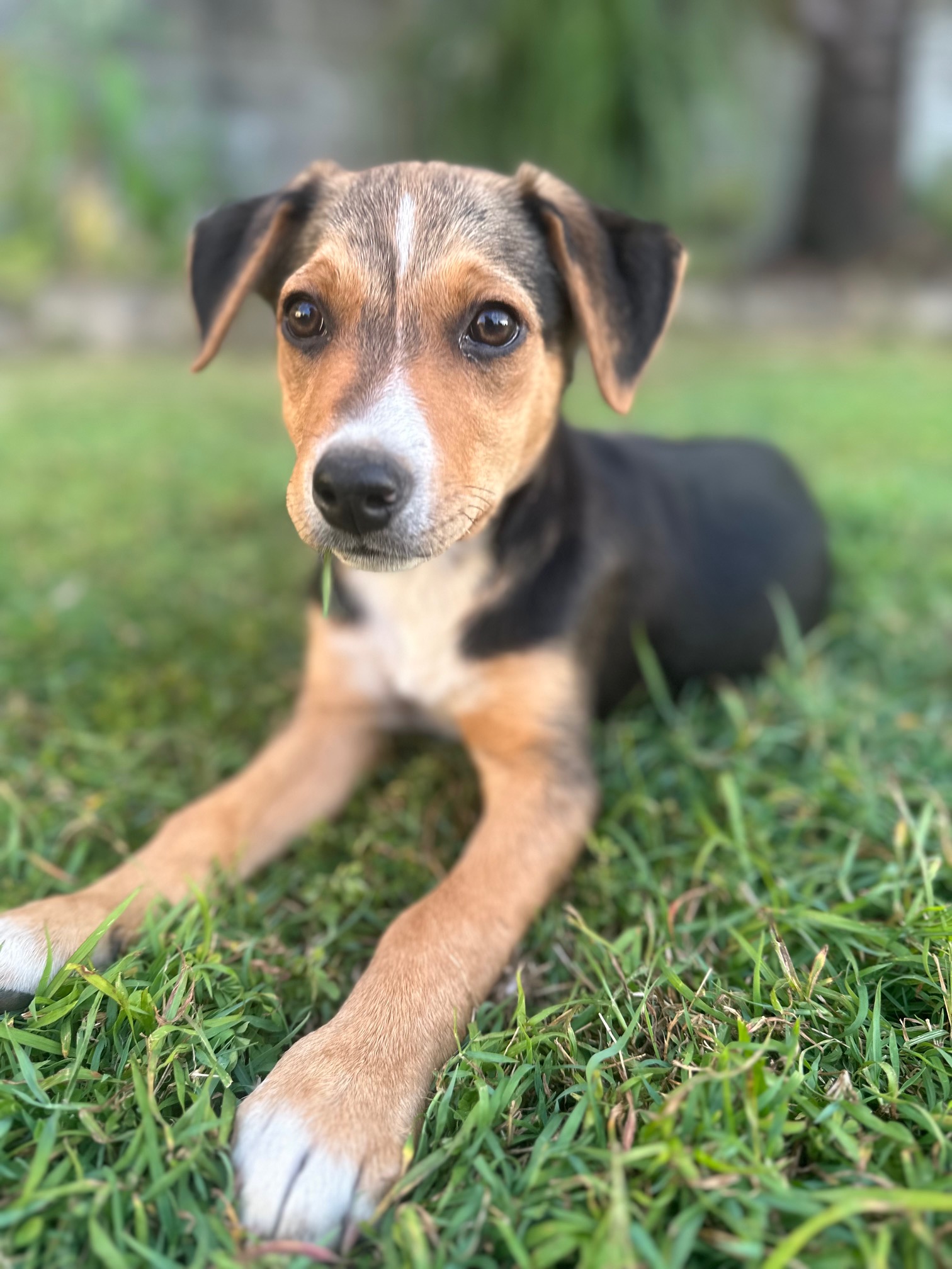 Robin Dog Robin – Lucky Paws Dog Rescue Inc