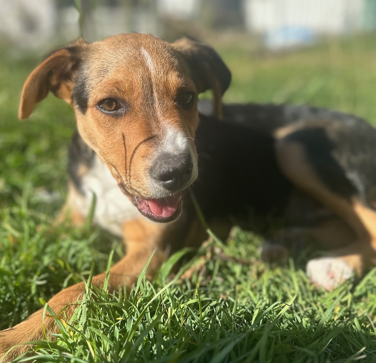 Robin Dog Robin – Lucky Paws Dog Rescue Inc