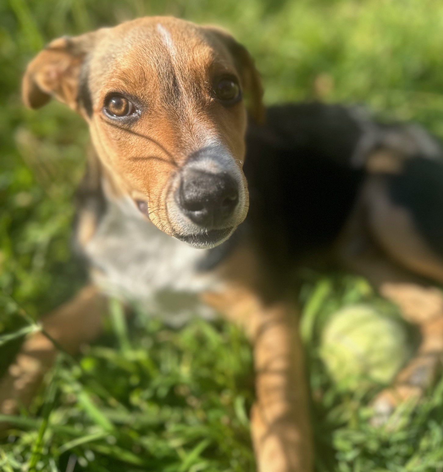 Robin Dog Robin – Lucky Paws Dog Rescue Inc