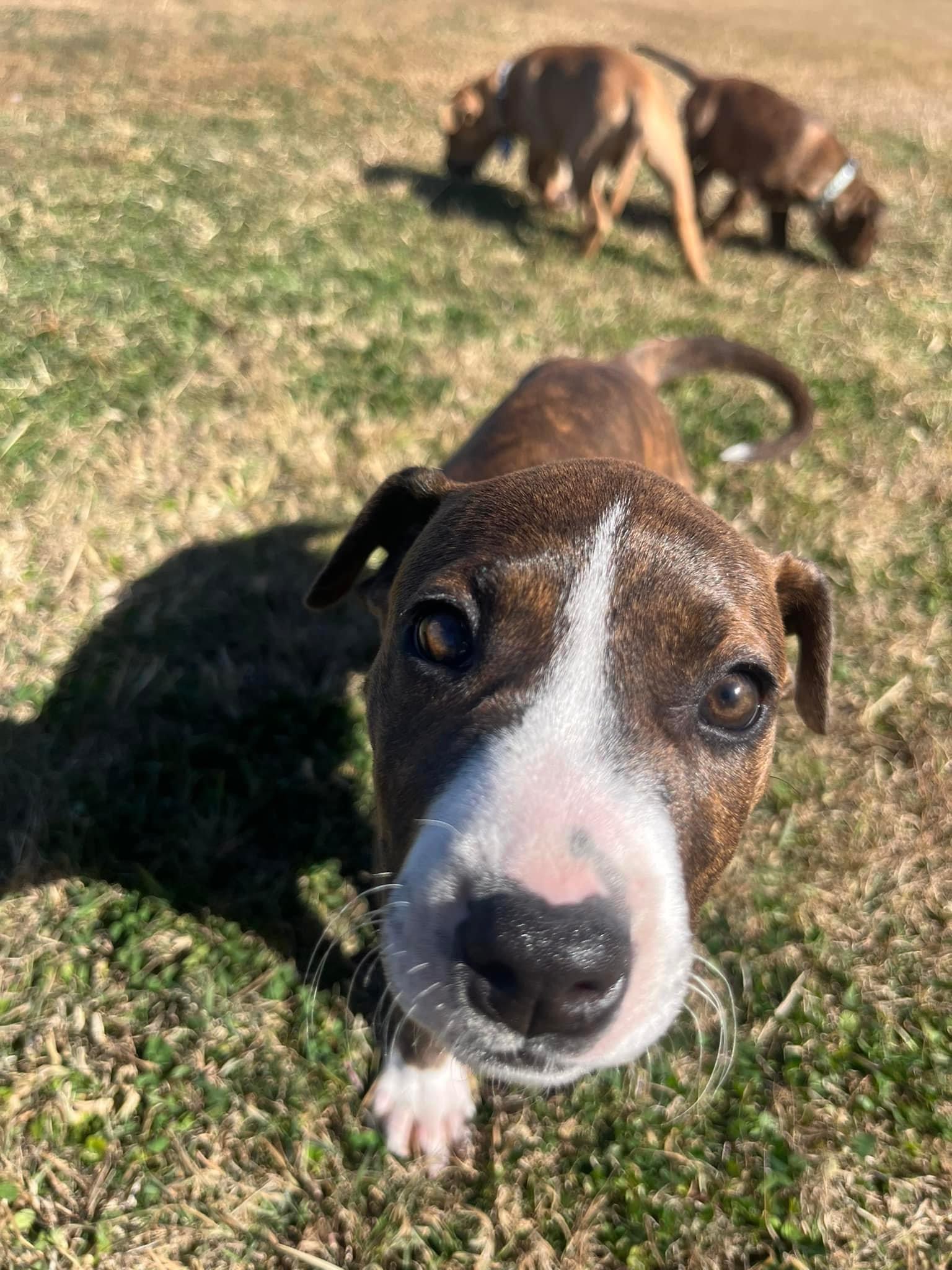 Marvel - Avengers - Black Widow Lucky Widow - Männer T-Shirt