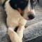 Oliver