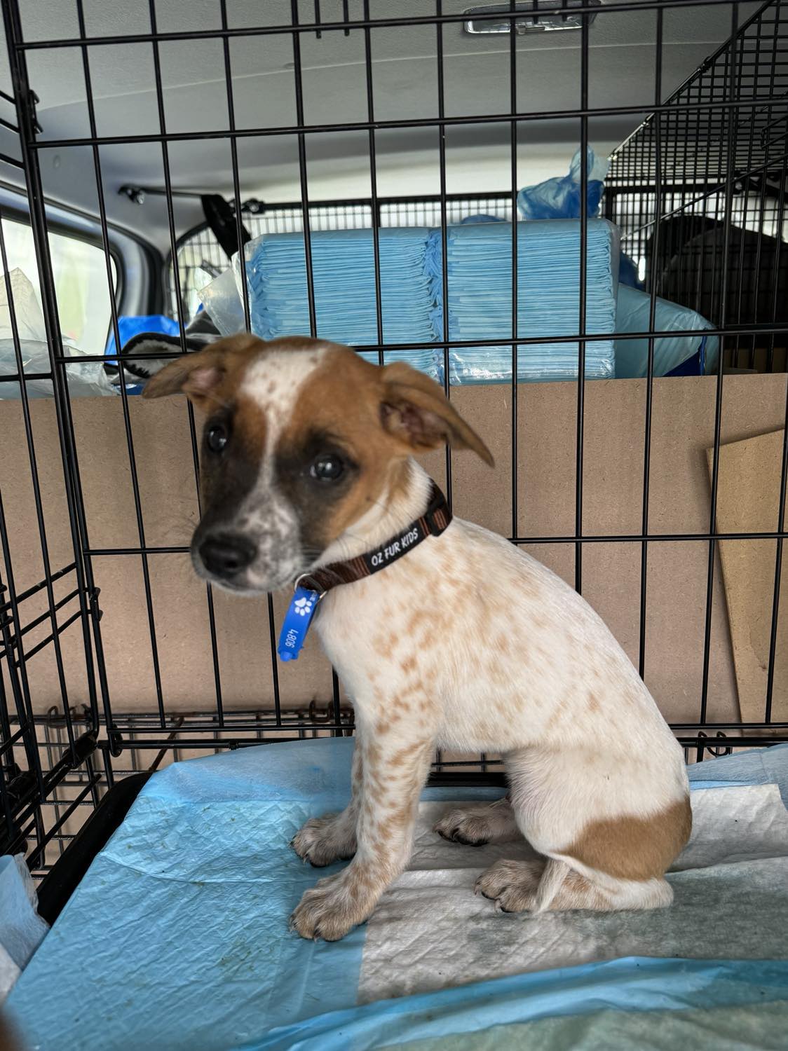 Kirby Lucky Paws Dog Rescue Inc