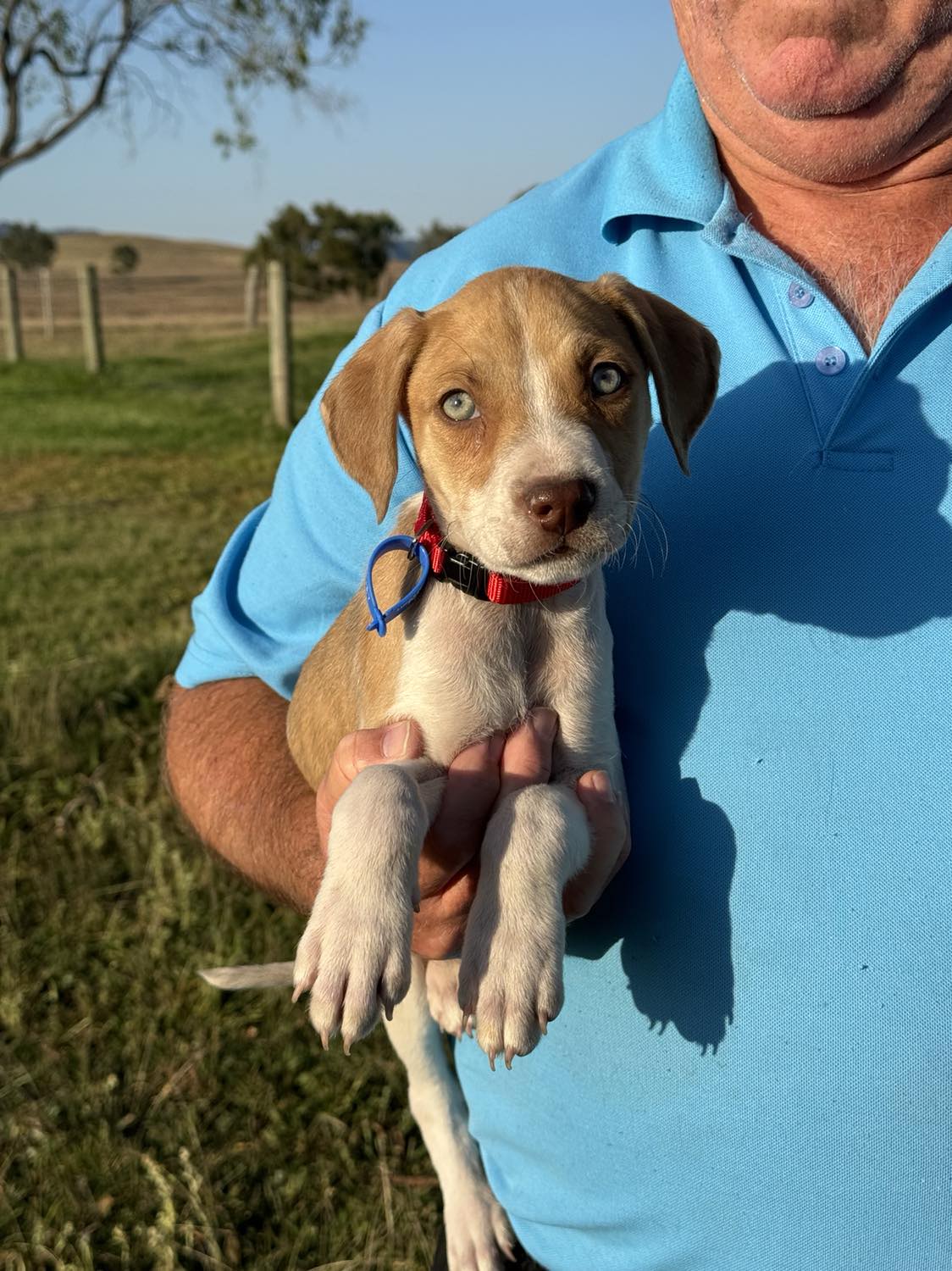 Angel – Lucky Paws Dog Rescue Inc