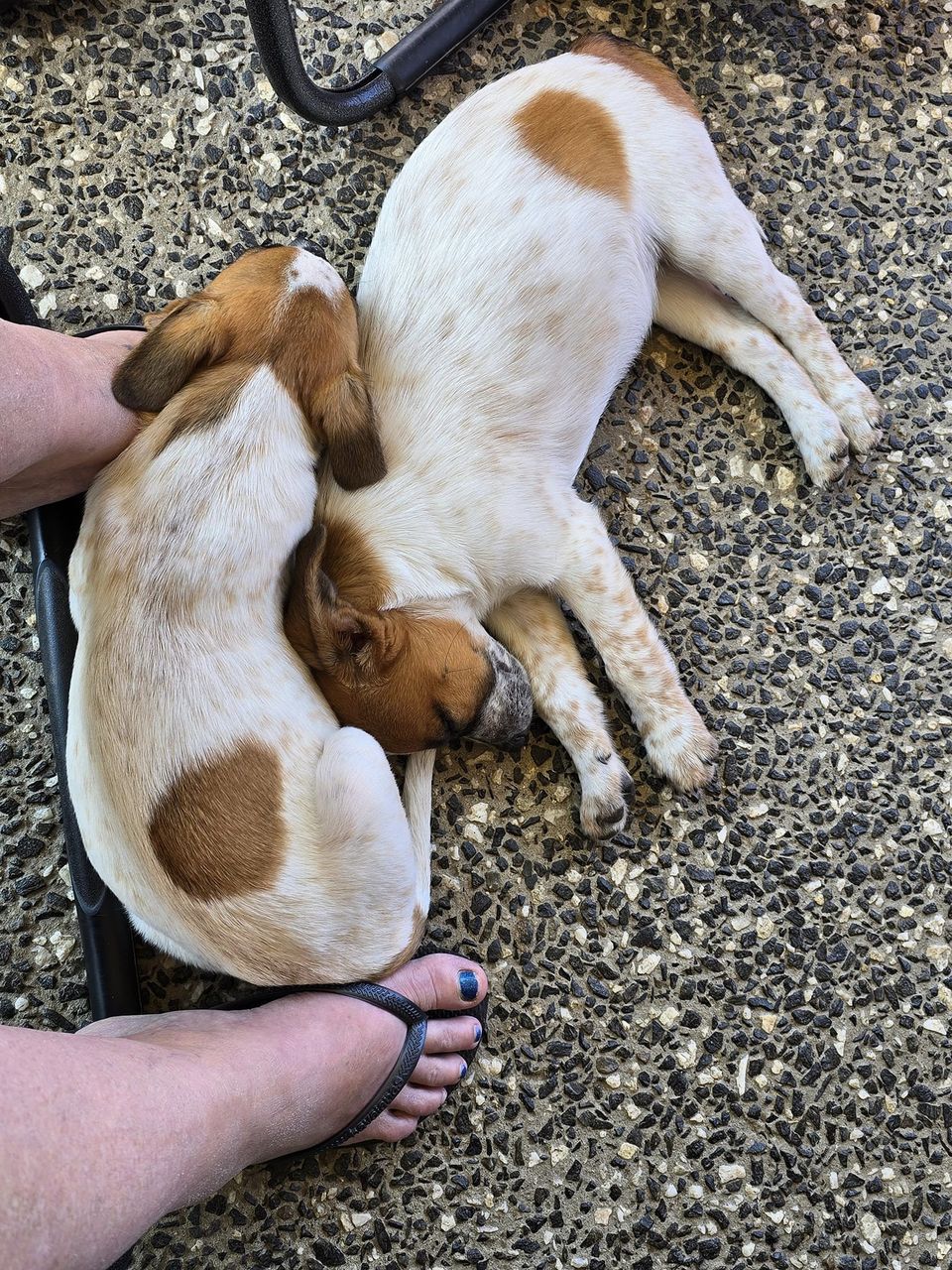 Kirby Lucky Paws Dog Rescue Inc