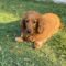 Teddy