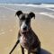 Maisy