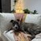 Maisy