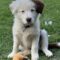 Baloo