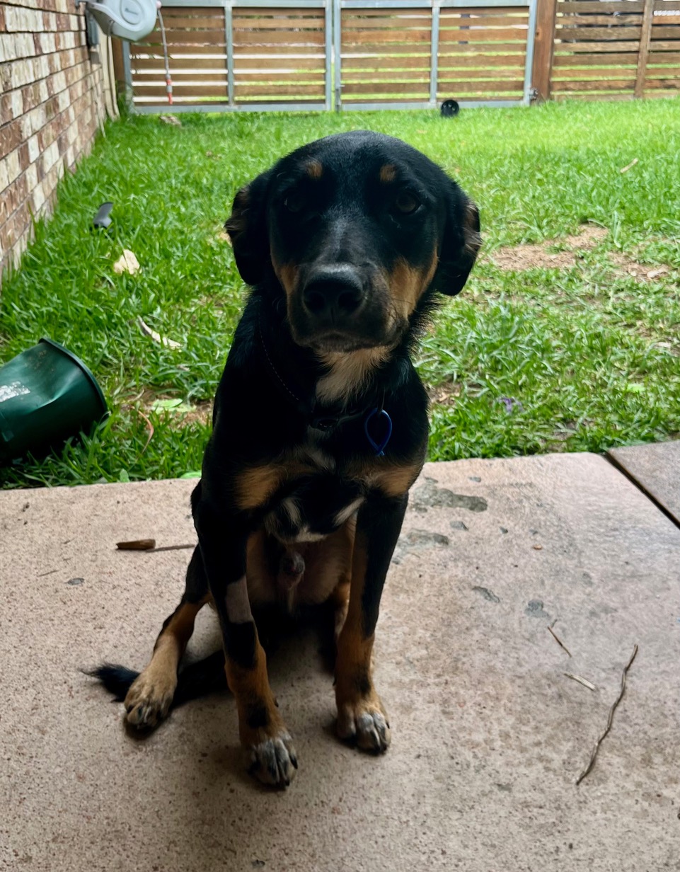 Tocker Dog Tucker – Lucky Paws Dog Rescue Inc