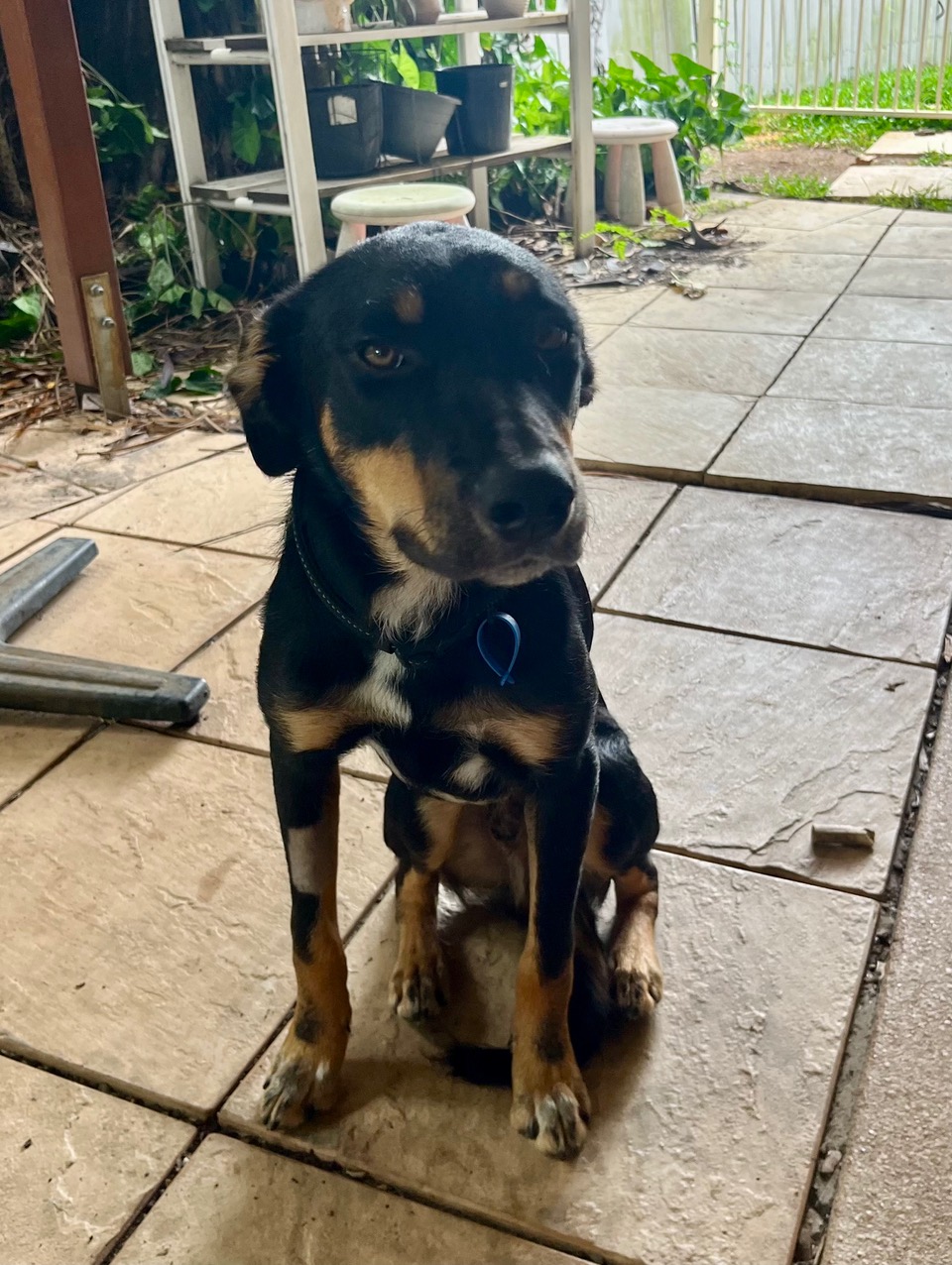Tocker Dog Tucker – Lucky Paws Dog Rescue Inc