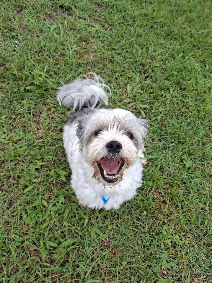 Roxie – Lucky Paws Dog Rescue Inc