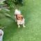Rocco