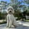 Ollie