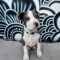 Baloo