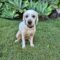 Buddy