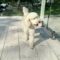 Ollie