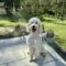 Ollie