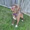 Willow