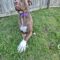 Willow