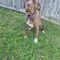 Willow