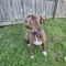 Willow