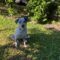 Dottie