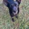 Rollo