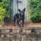 Rollo