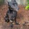 Rollo